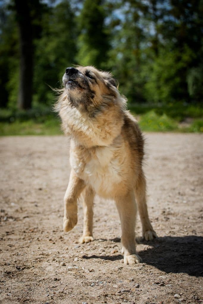 Mačo