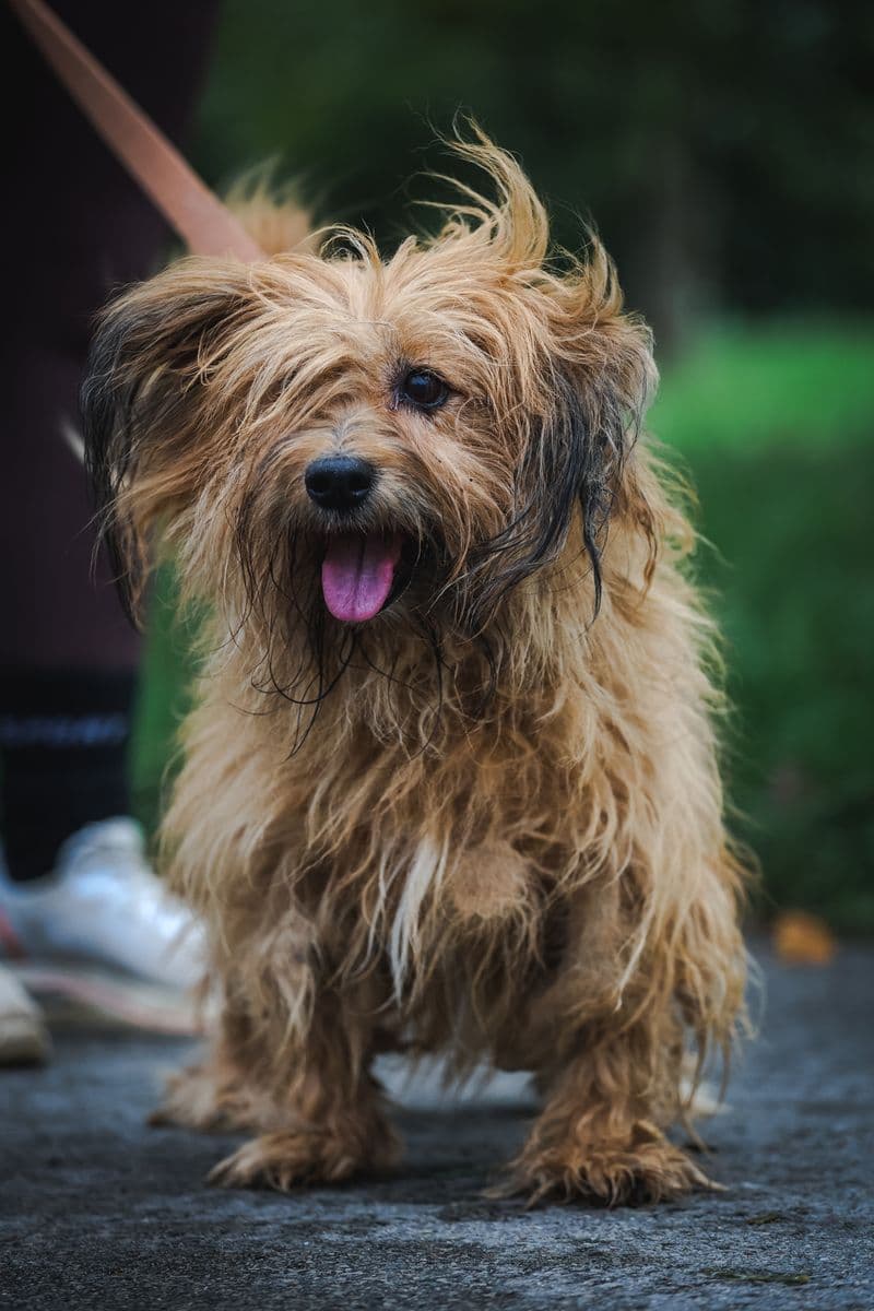 Leila