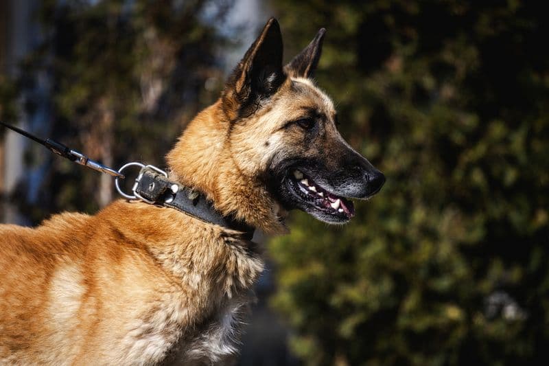 Akela