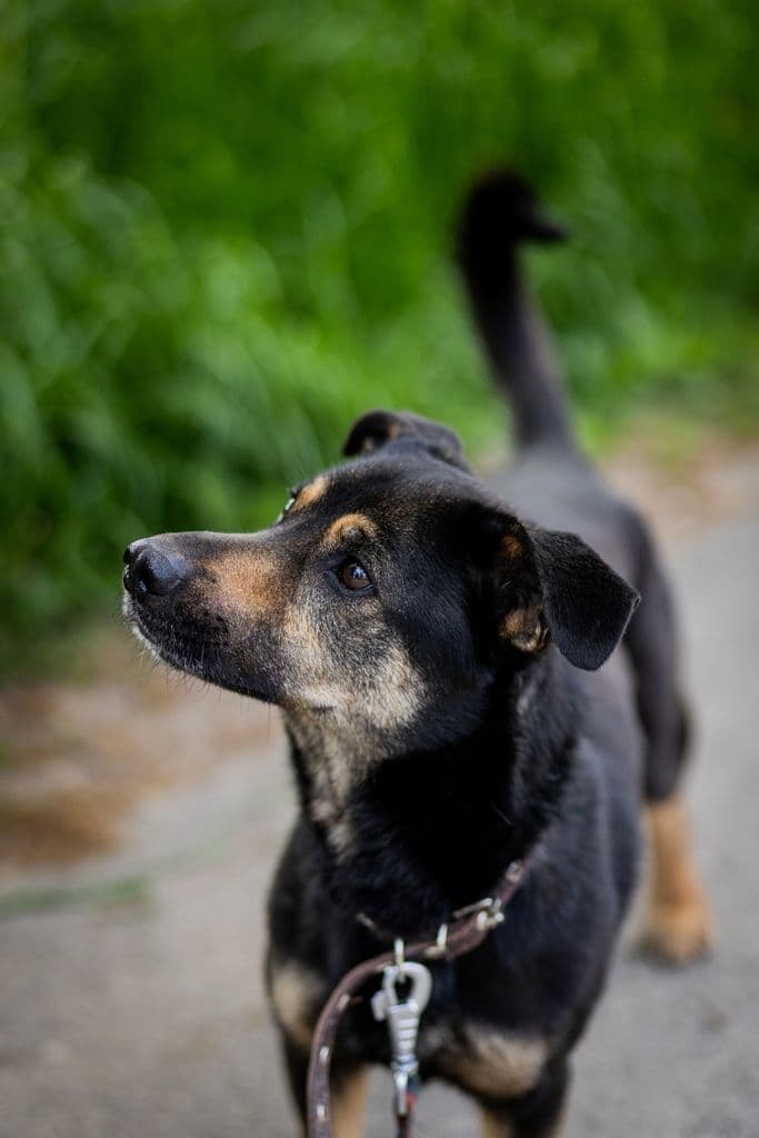 Valio