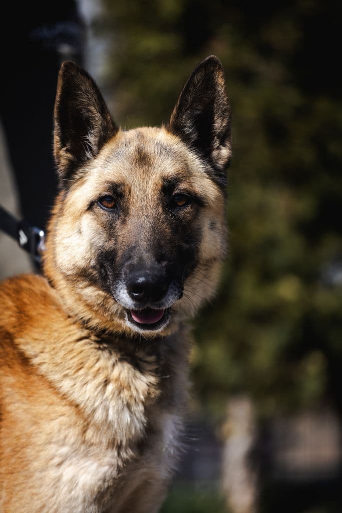 Akela