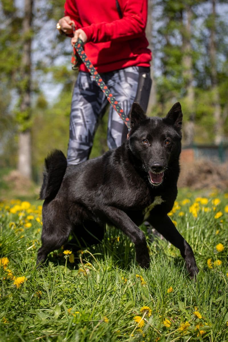 Indija