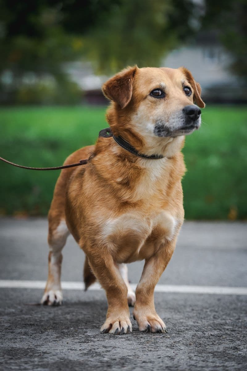 Deizė