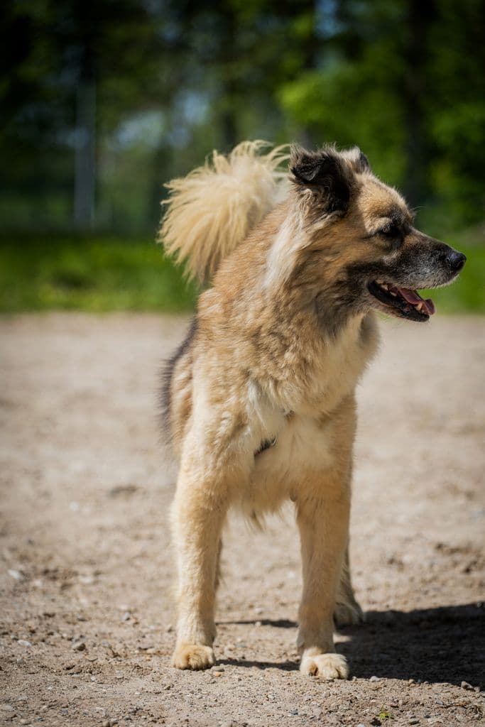 Mačo