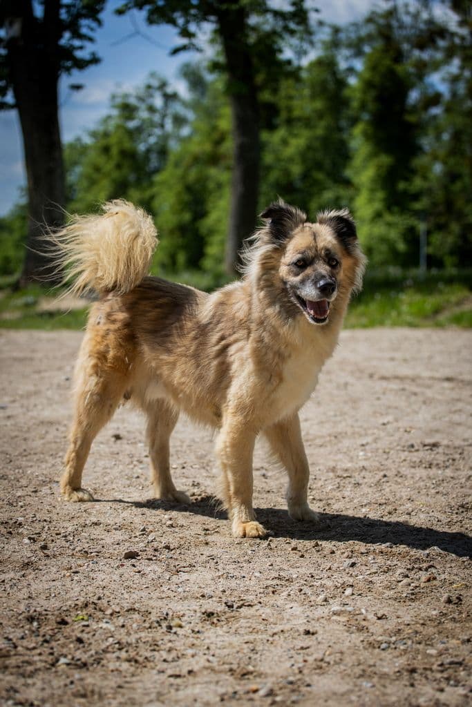 Mačo
