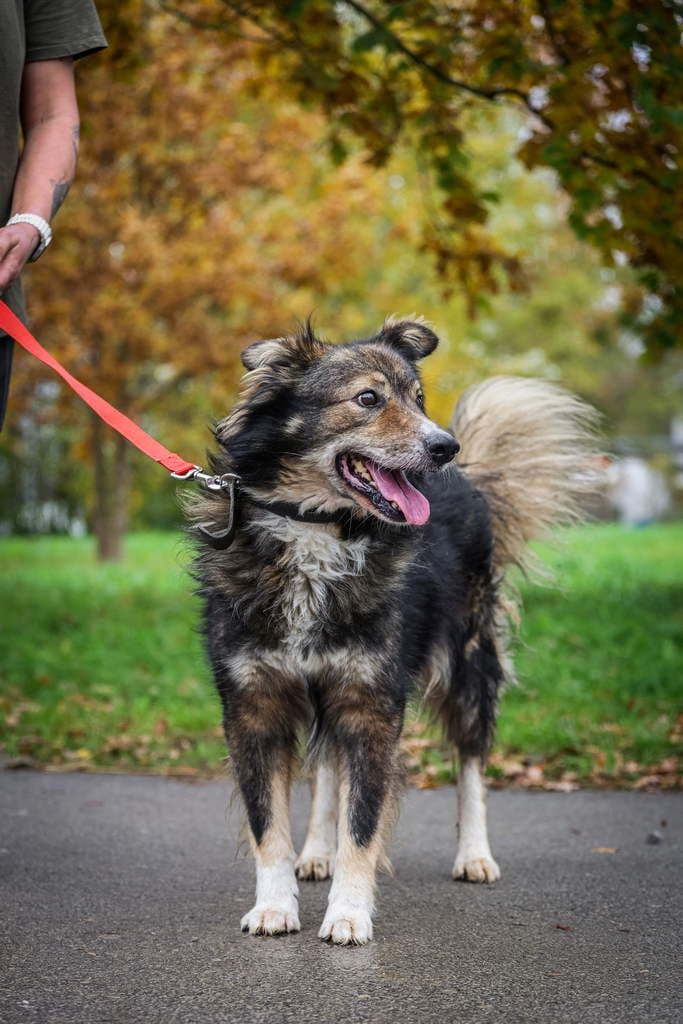 Robikas
