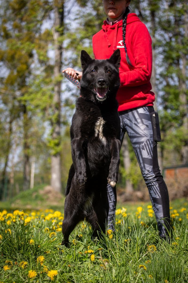 Indija