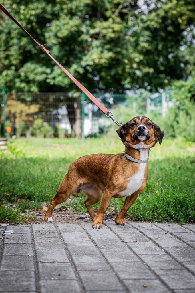 Bitė Maja