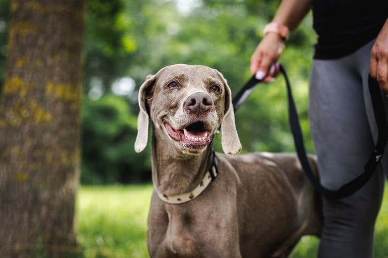 Uma