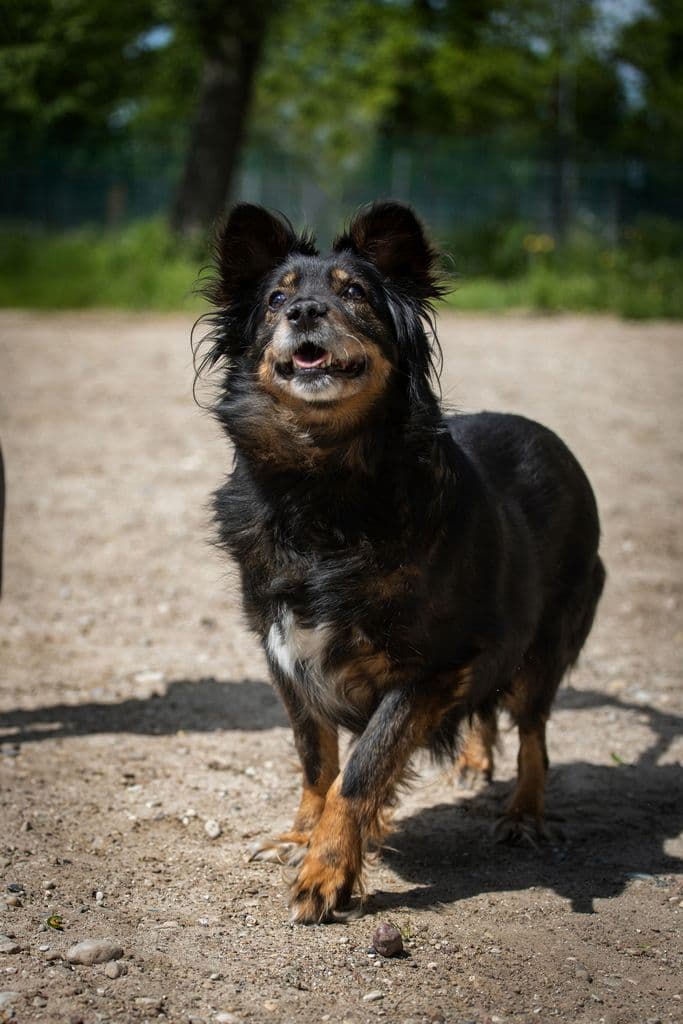 Smilga