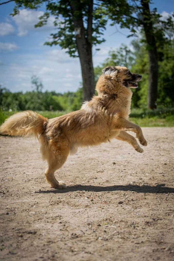 Mačo
