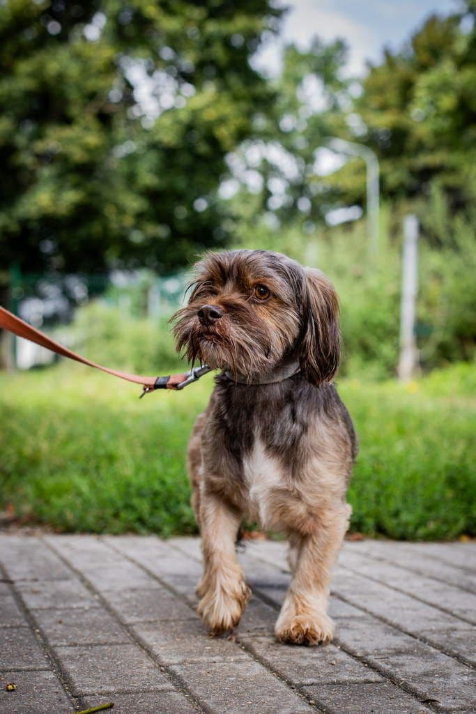 Pupis