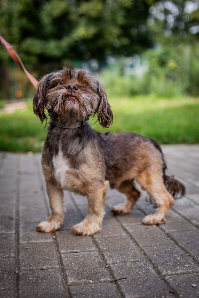 Pupis