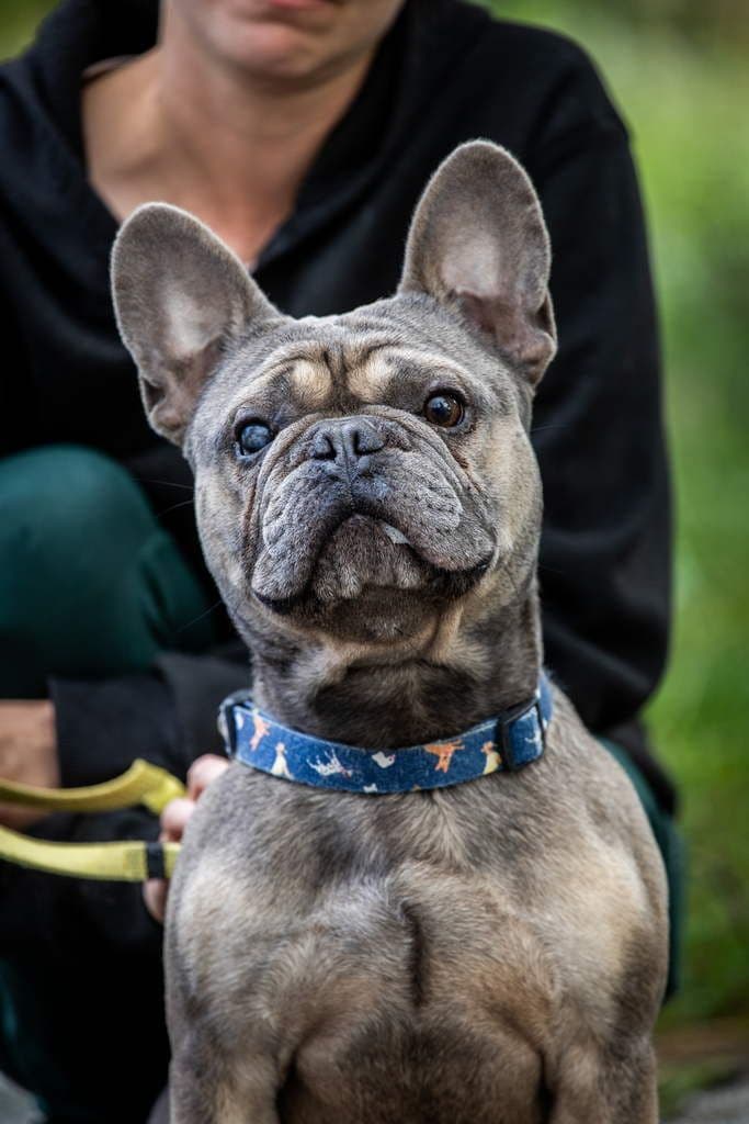 Bruno