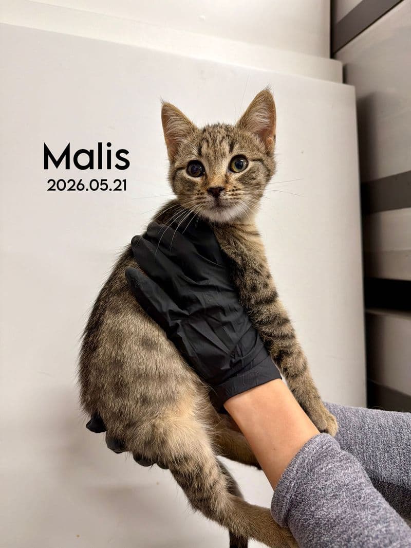Malis