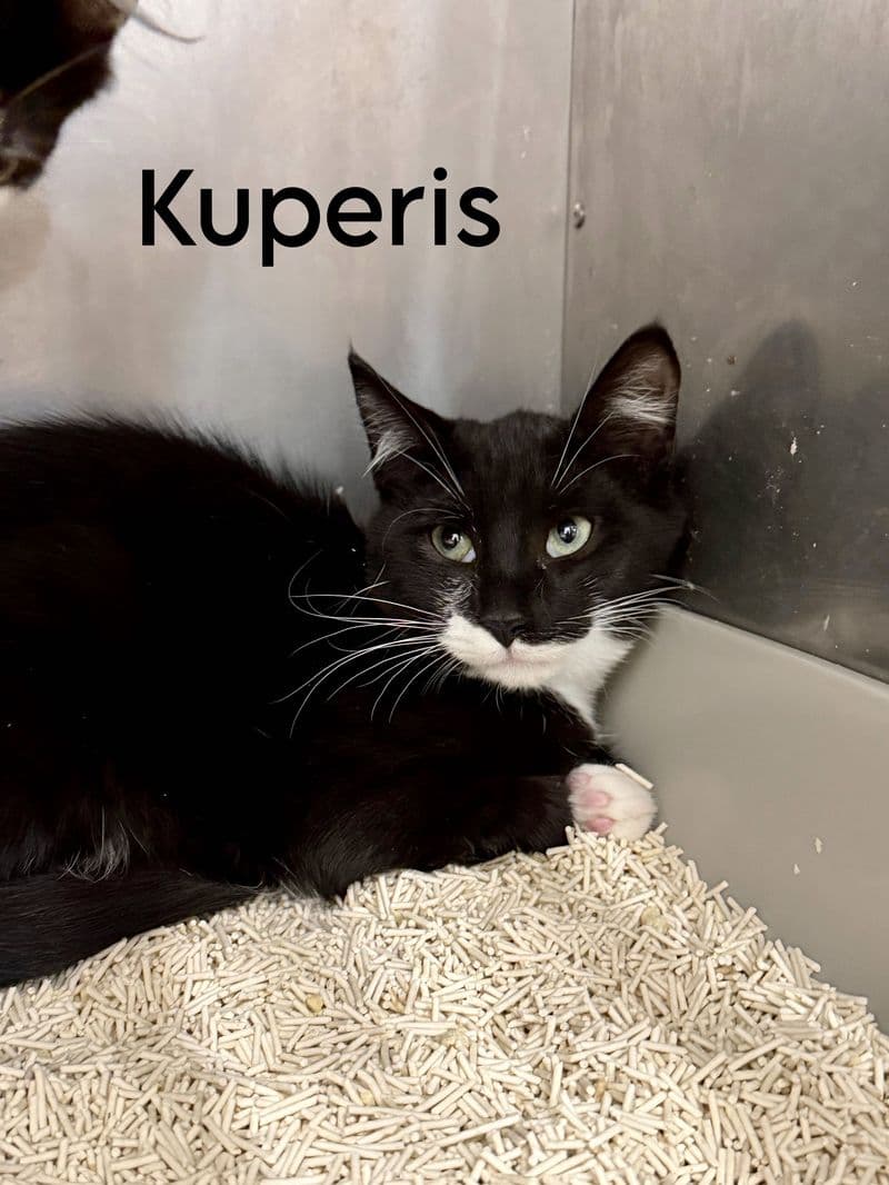 Kuperis