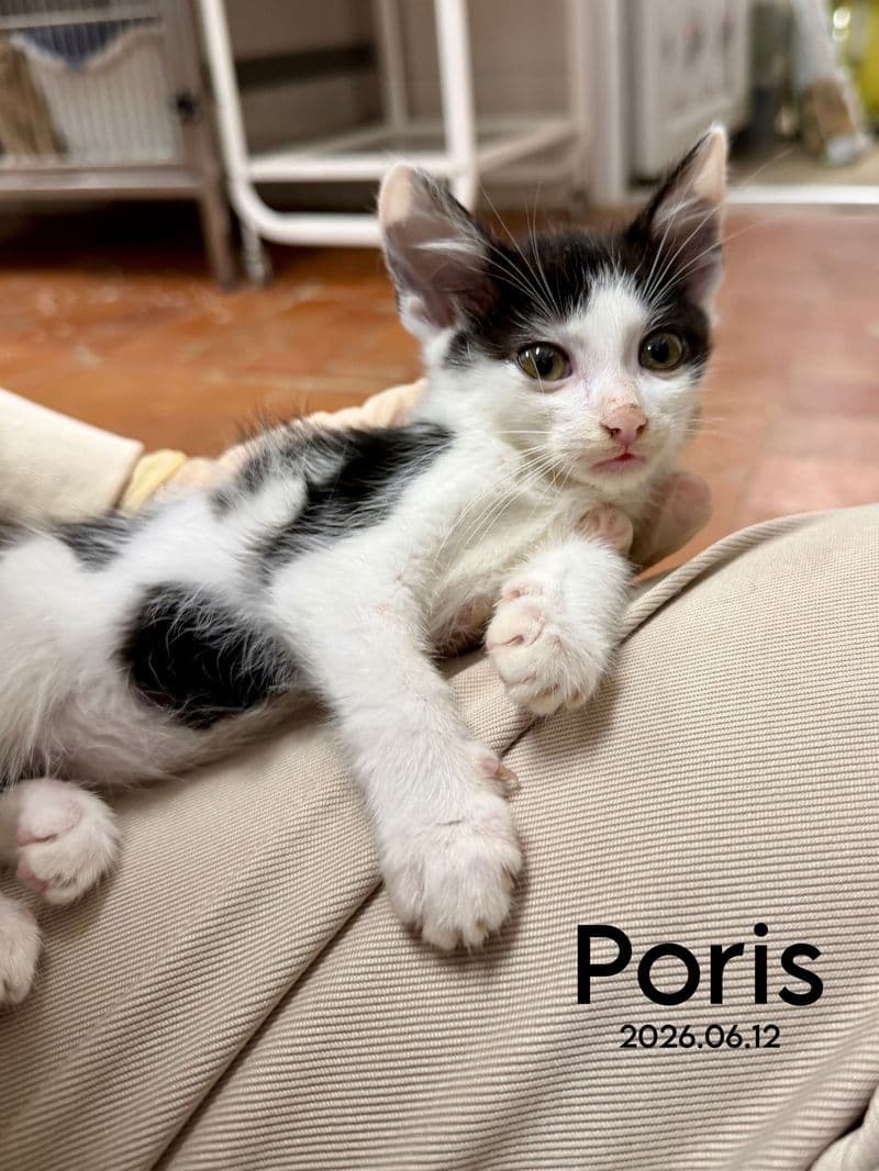 Poris