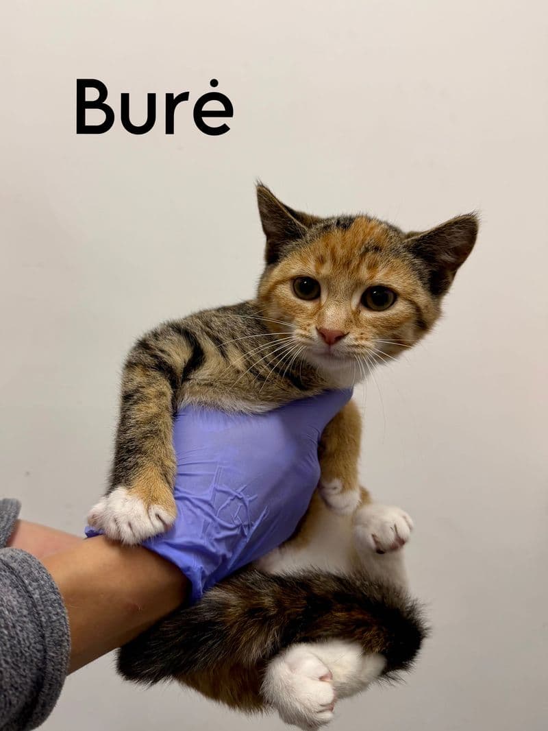 Burė