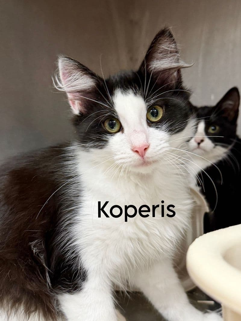 Koperis