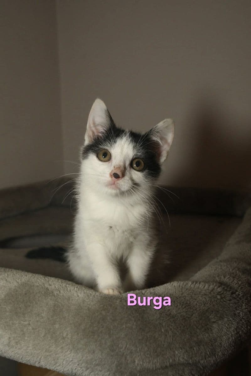 Burga
