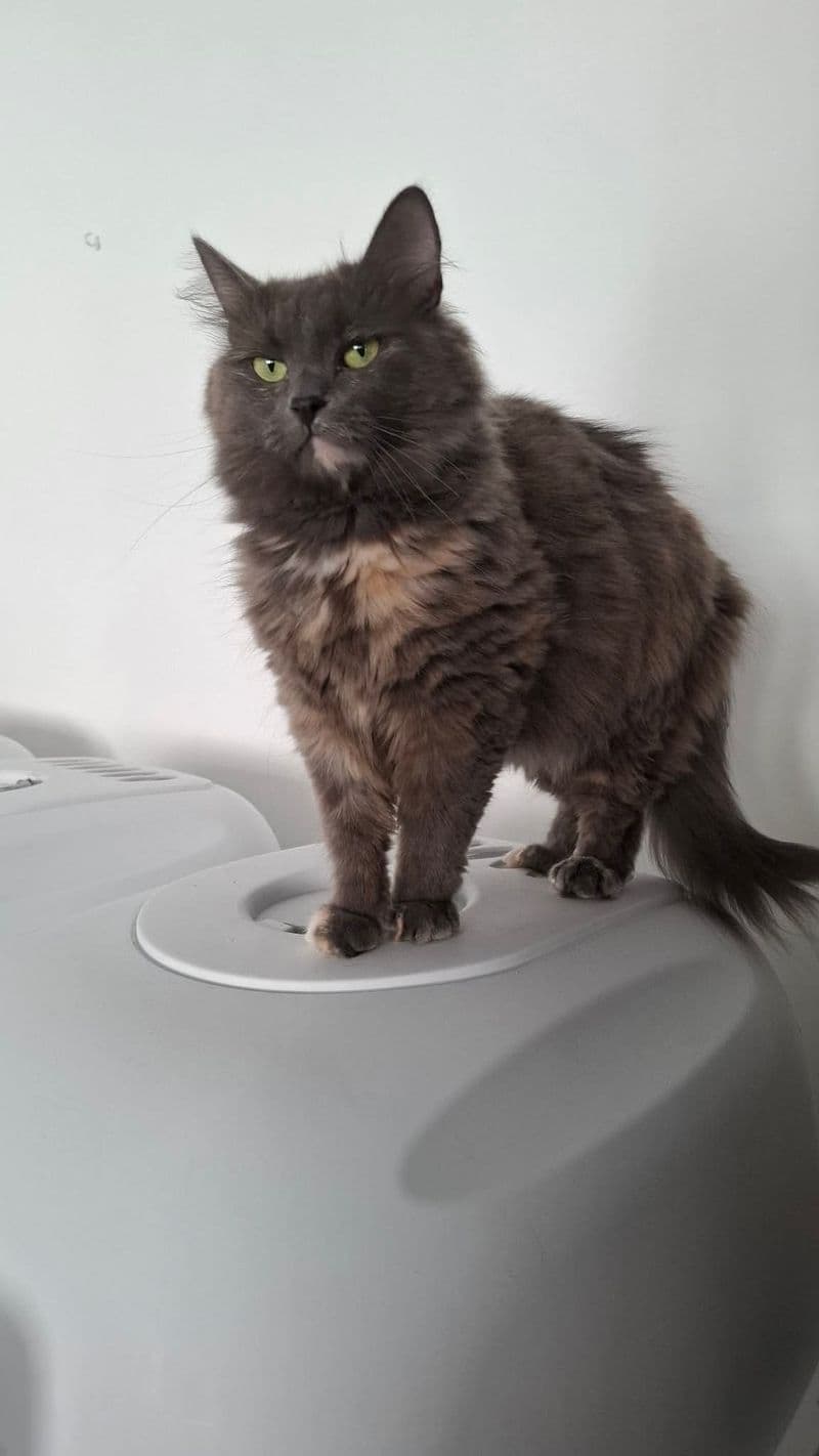 Šeila