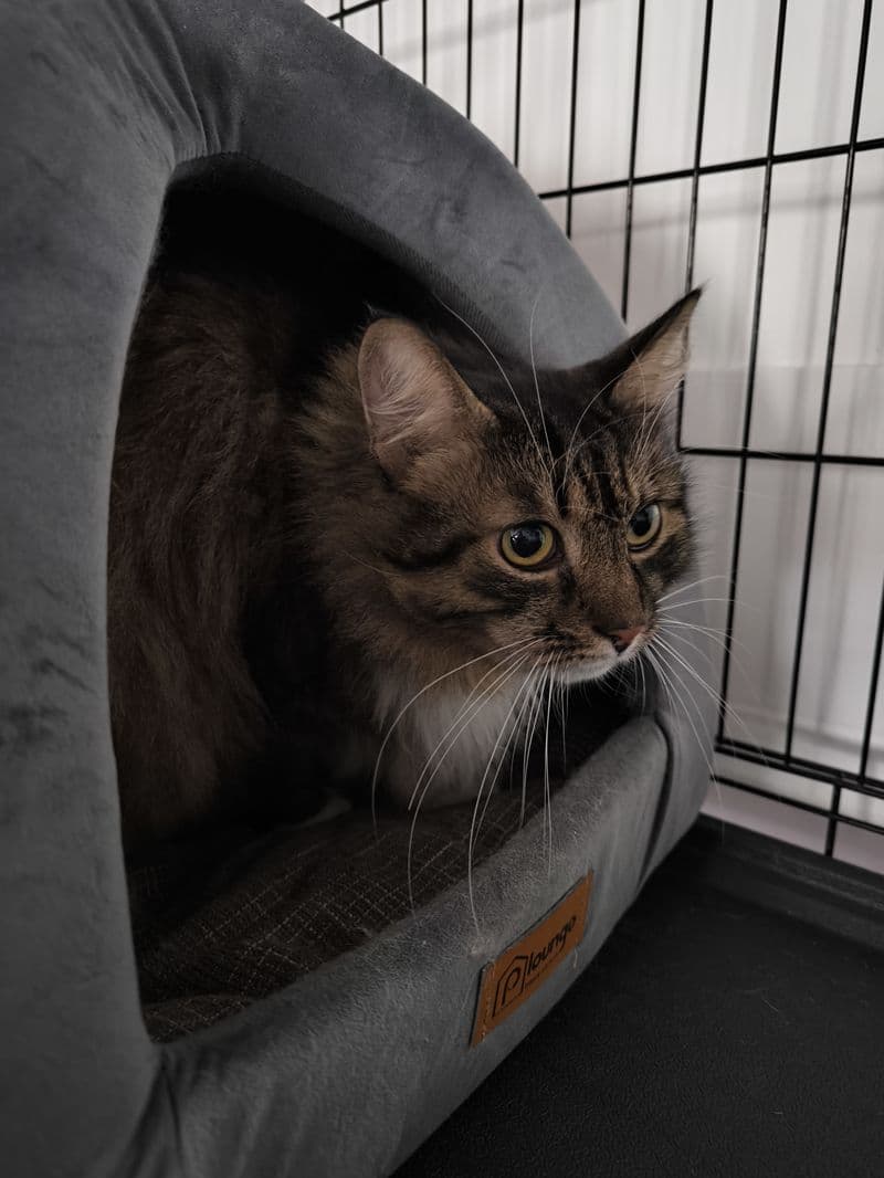 Dėnčik