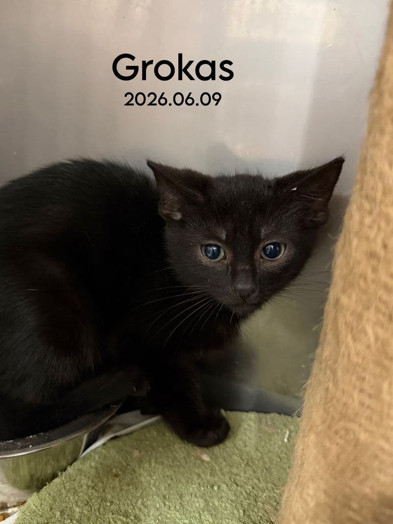 Grokas