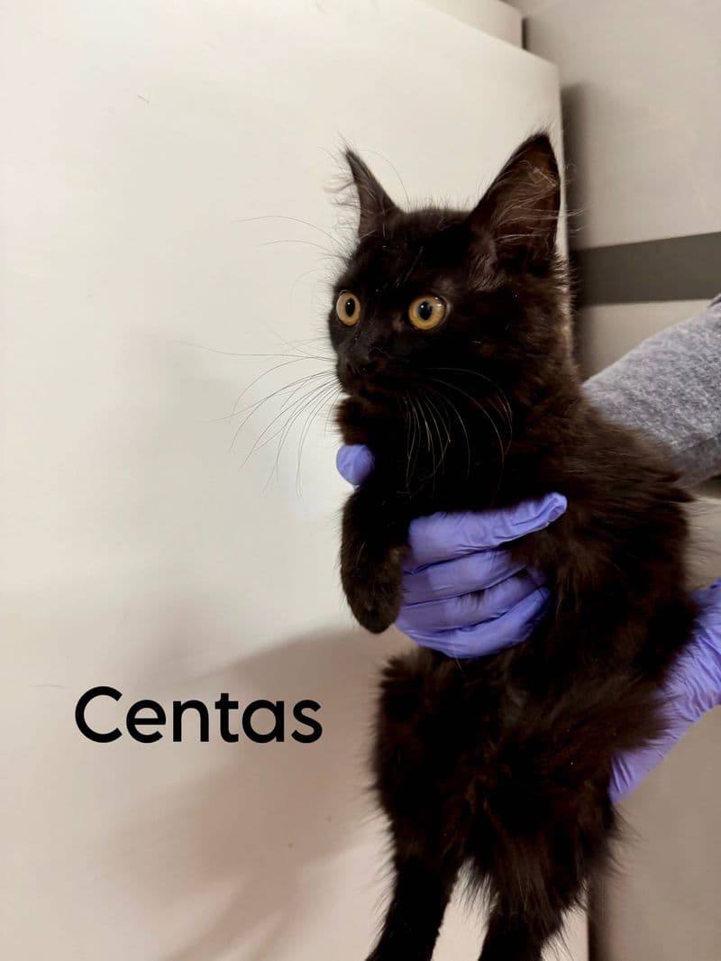Centas