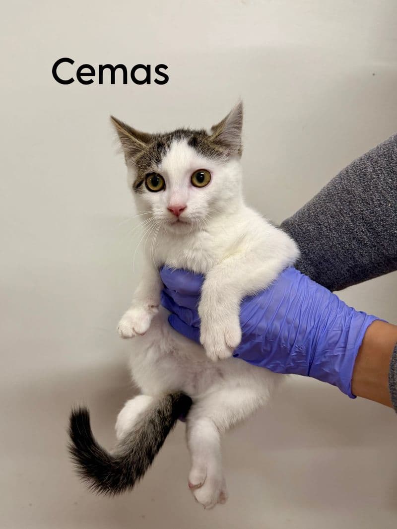 Cemas