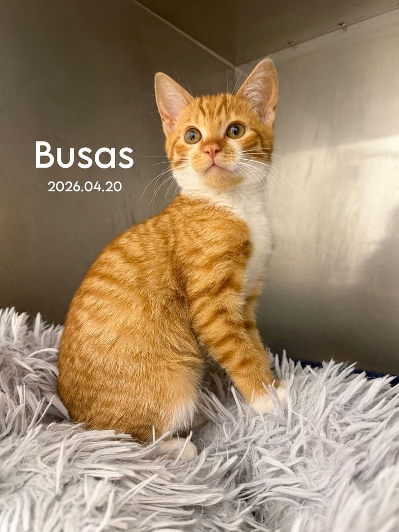 Busas