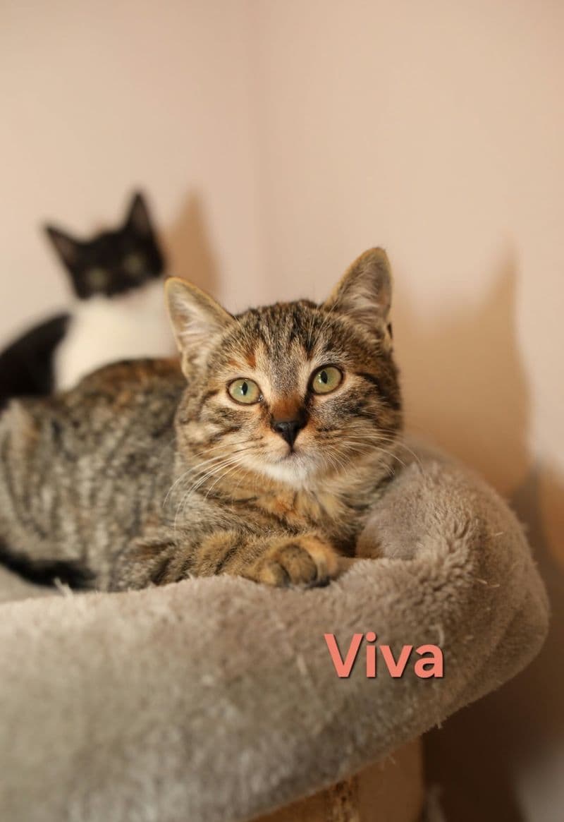 Viva