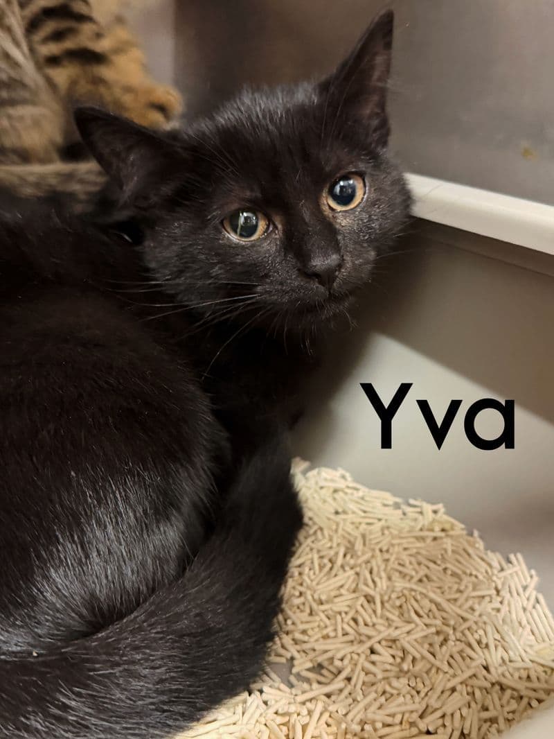 Yva