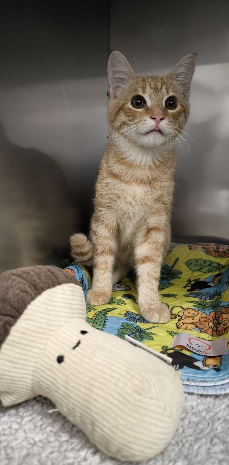 Baravykas