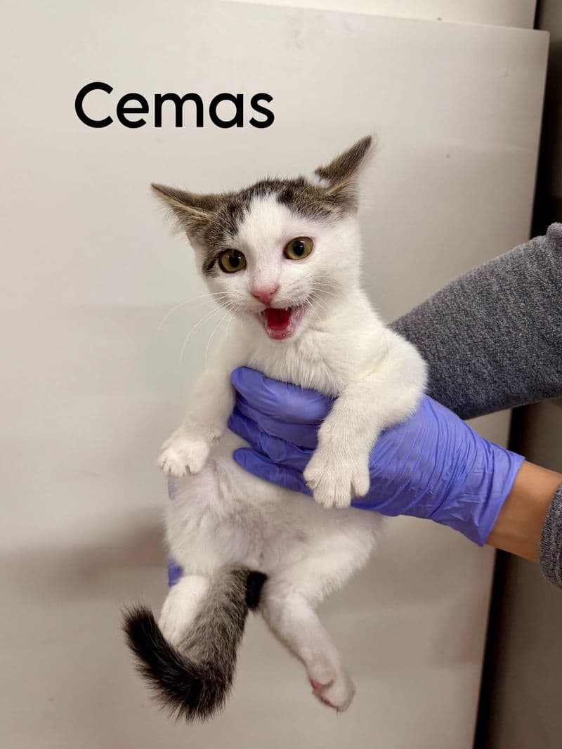 Cemas