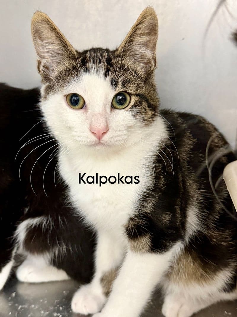 Kalpokas