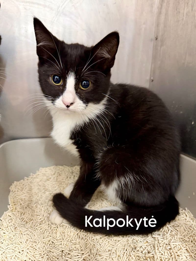 Kalpokytė