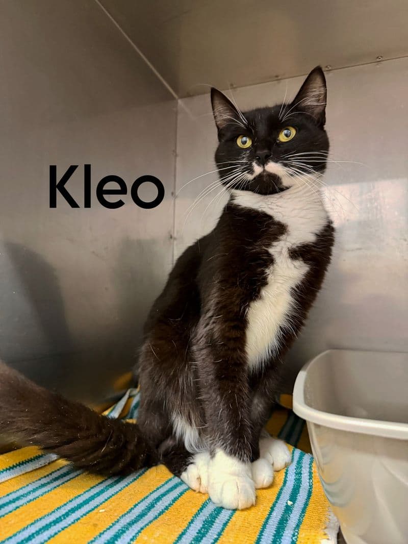 Kleo