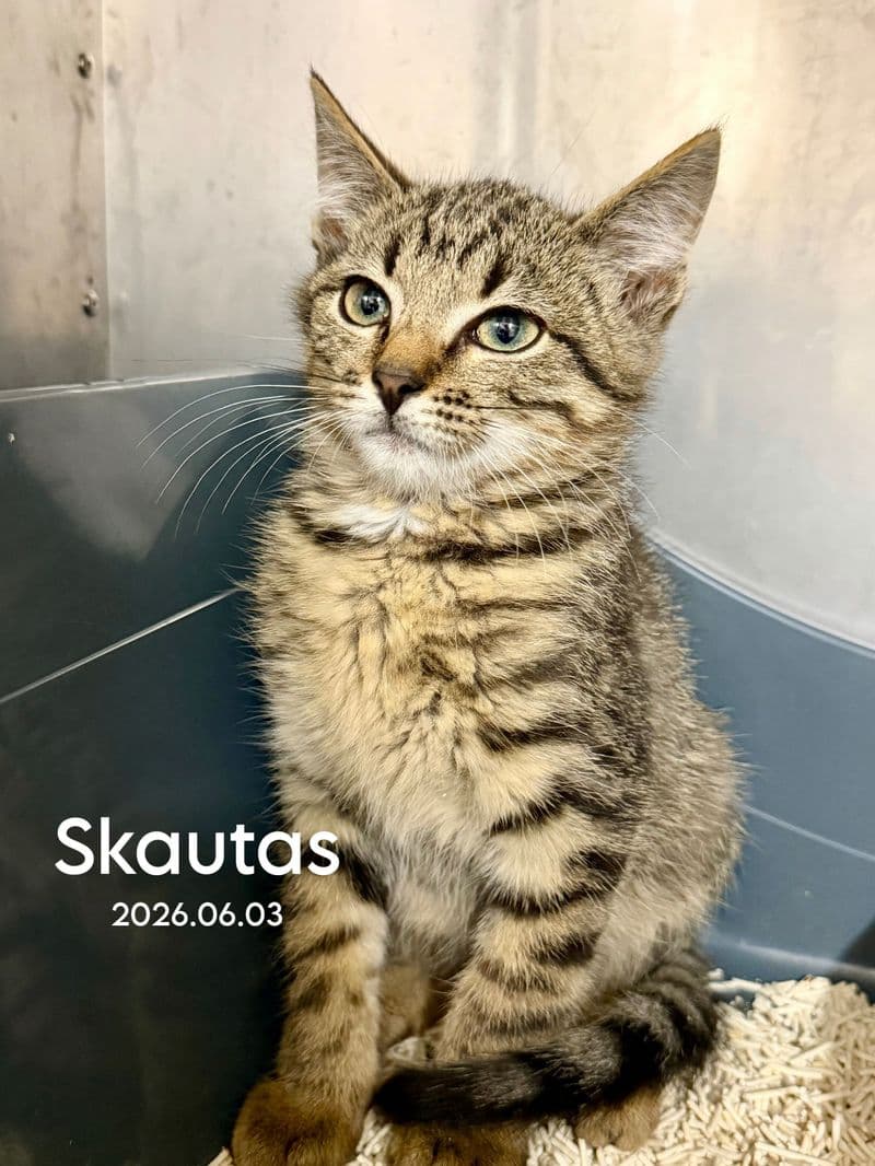 Skautas