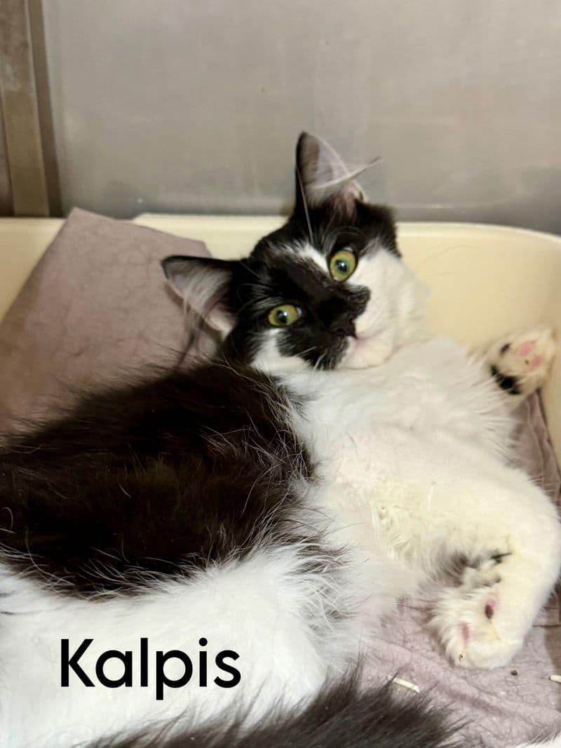 Kalpis