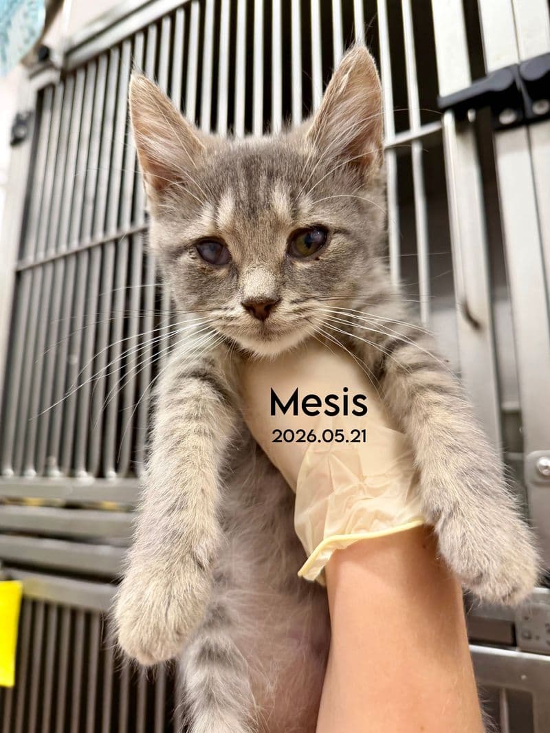 Mesis