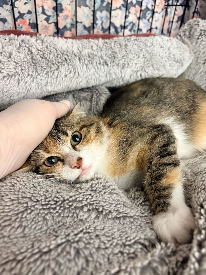 Tika