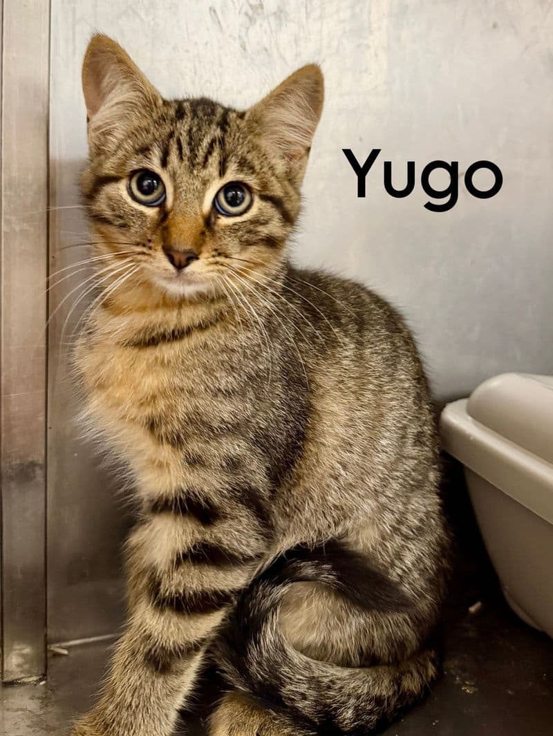 Yugo