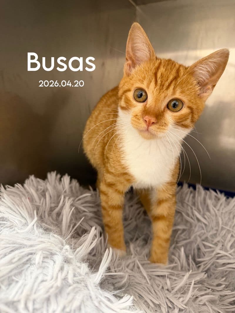Busas