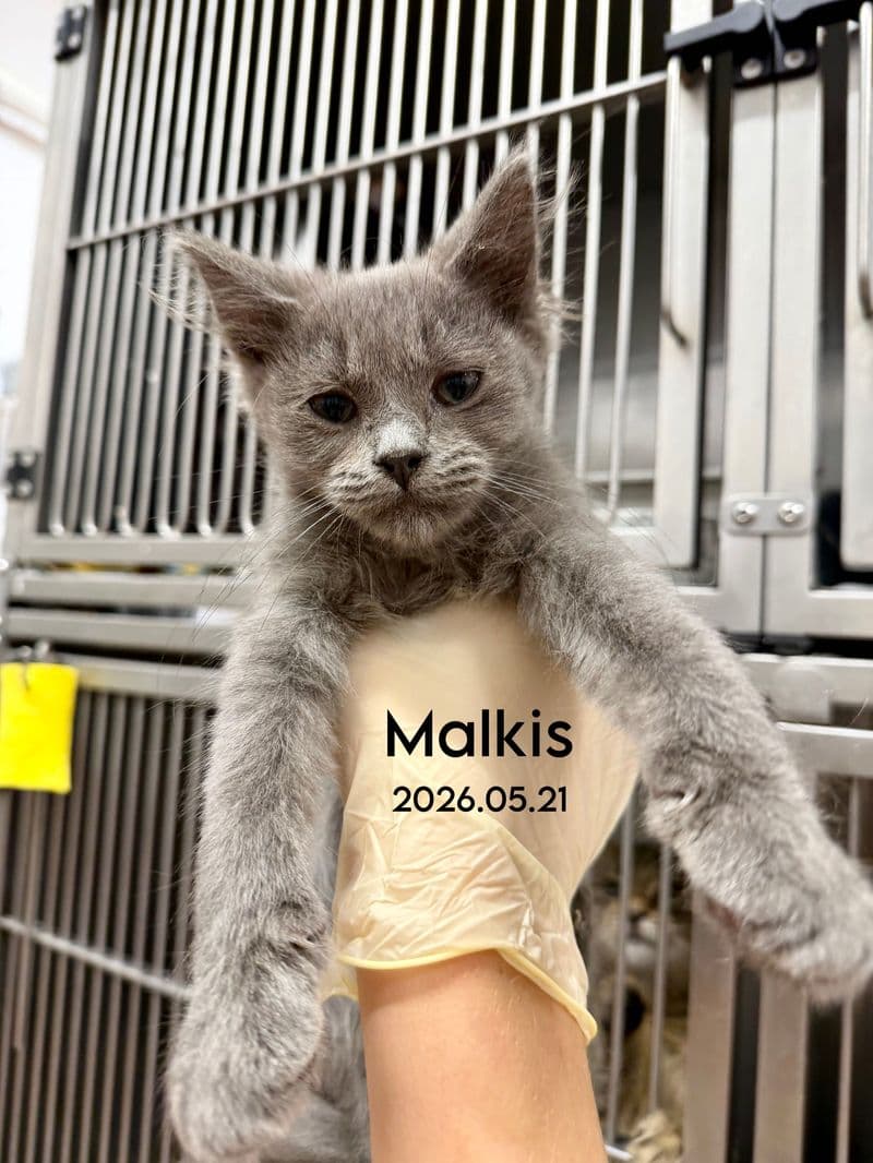 Malkis
