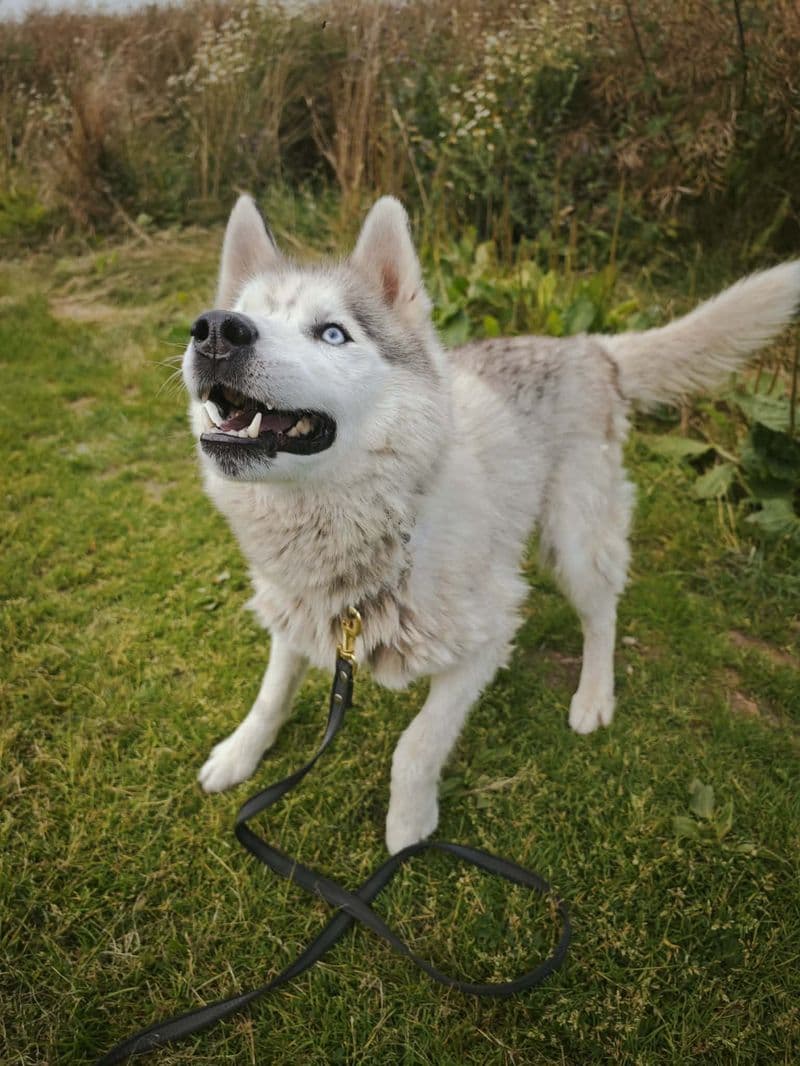 Husas