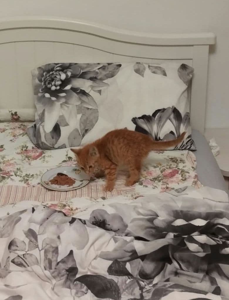 Iš Kuršėnų