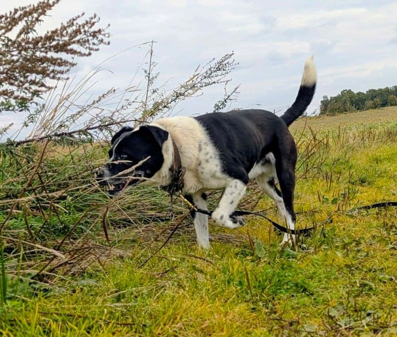 Djukas