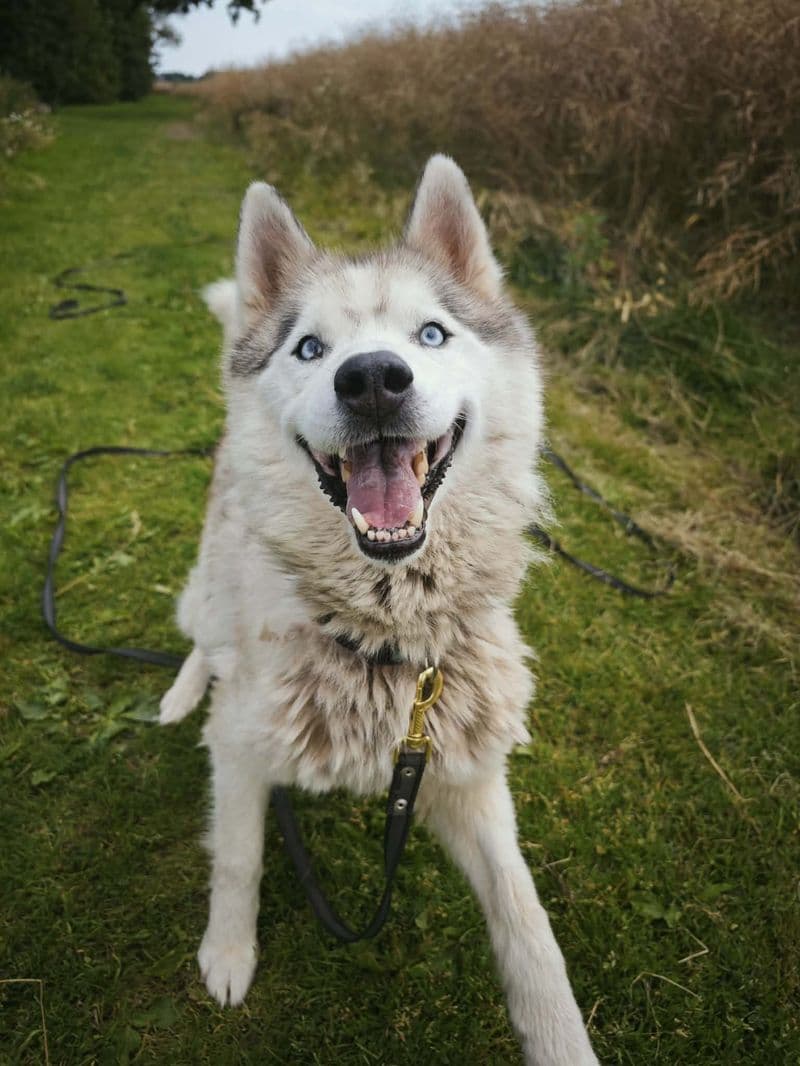 Husas