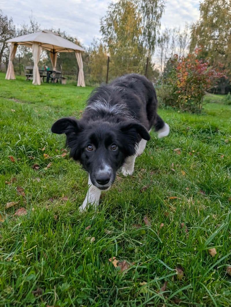 Nuo Pagėluvio