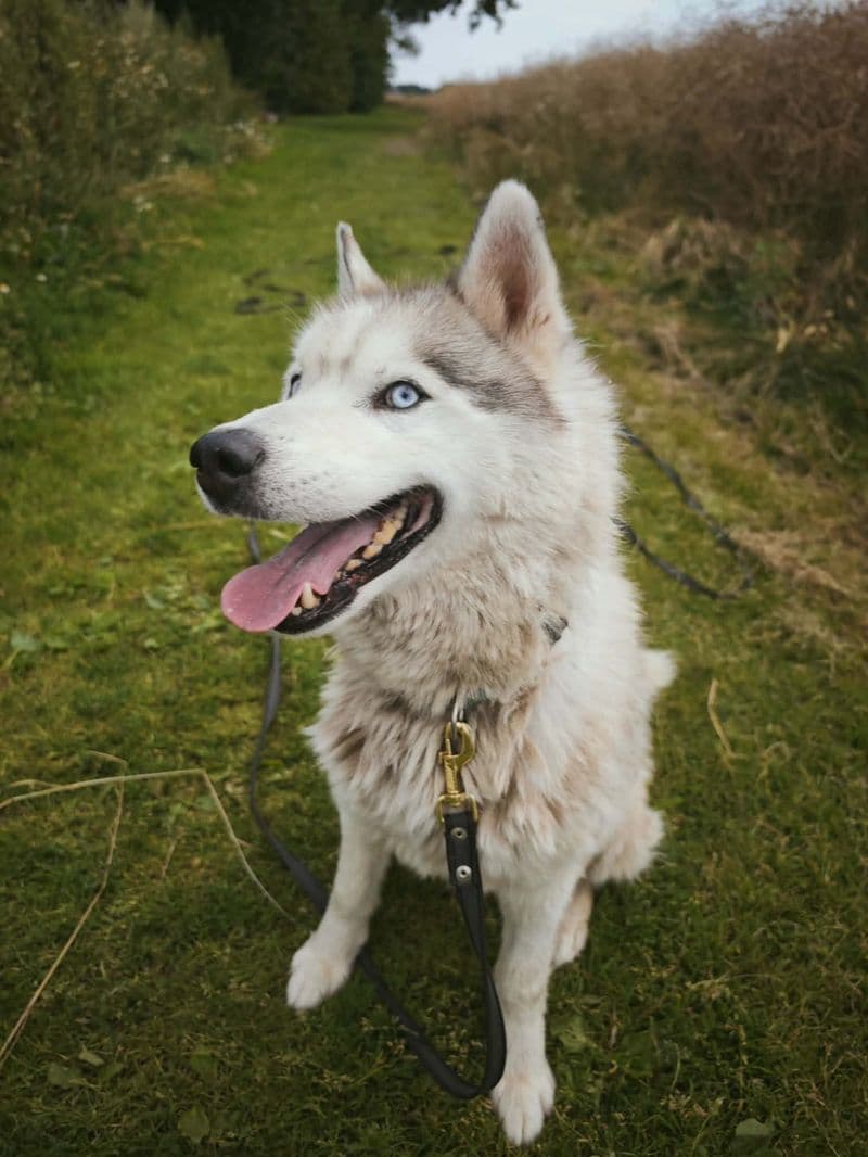 Husas